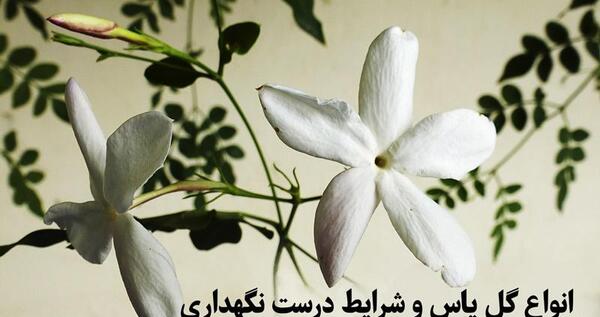 عکس دسته گل یاسی