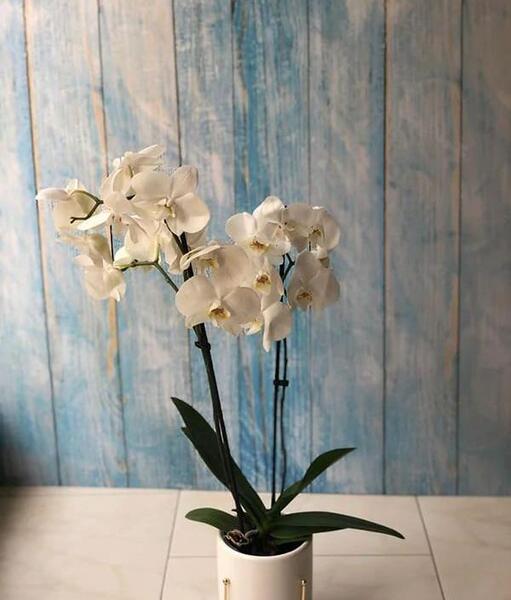 عکس دسته گل زیبا برای روز معلم