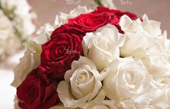 عکس دسته گل رز قرمز و سفید