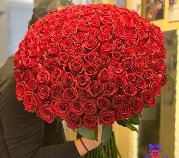 عکس دسته گل رز قرمز بزرگ