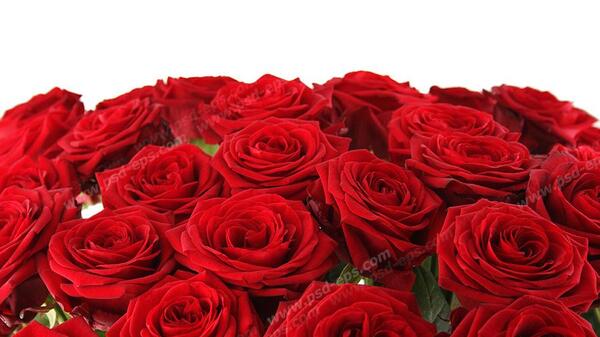 عکس دسته گل رز قرمز بزرگ