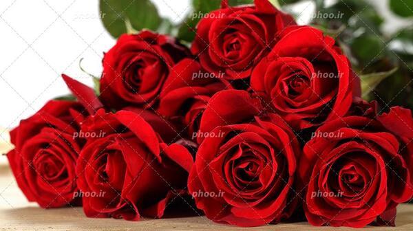 عکس دسته گل رز قرمز بزرگ