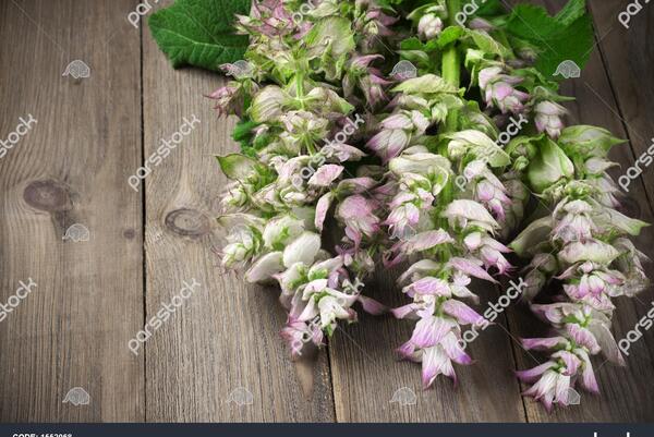 عکس از دسته گل مریم