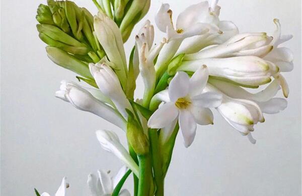 عکس زیبا از دسته گل مریم