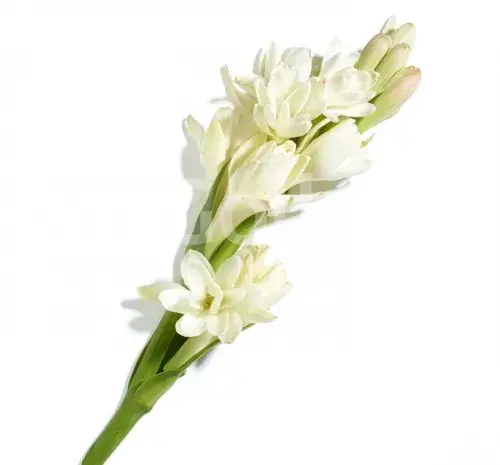 عکس دسته گل عروس با گل مریم