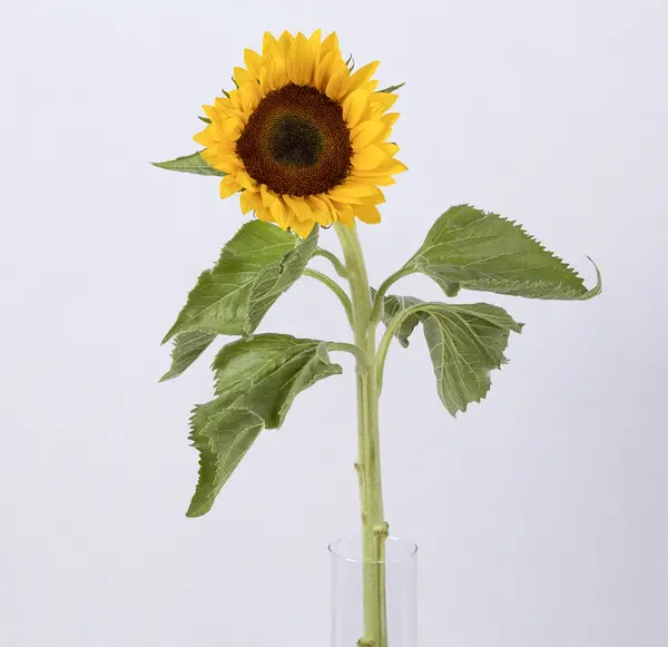 عکس دسته گل افتاب گردون