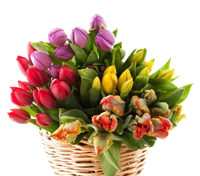 عکس دسته گل لاله زرد
