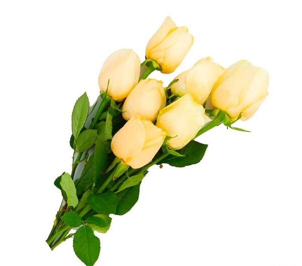 عکس دسته گل لاله زرد