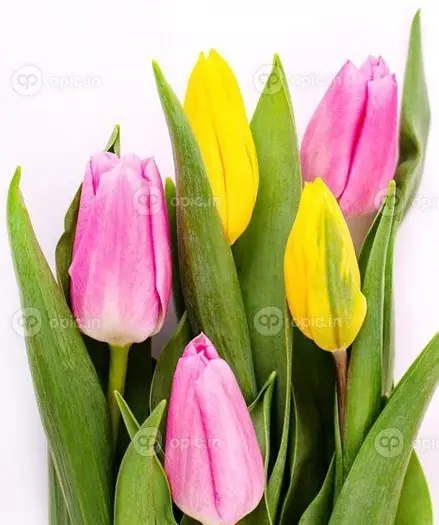 عکس دسته گل لاله زرد