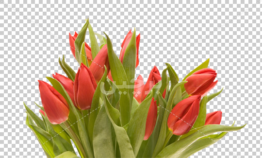عکس دسته گل لاله زرد