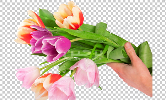 عکس دسته گل لاله زرد