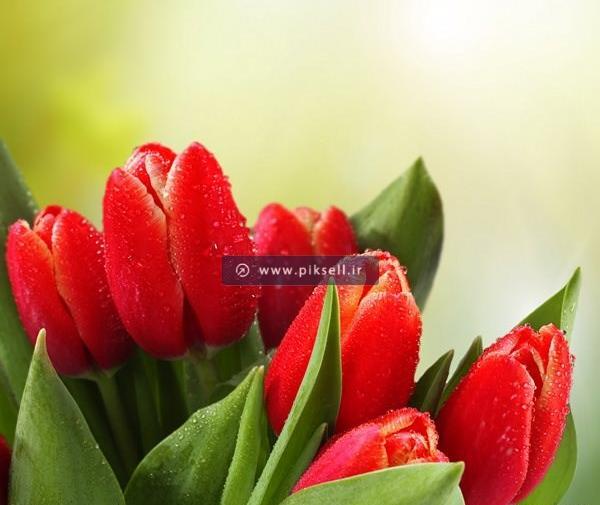 عکس یک دسته گل لاله