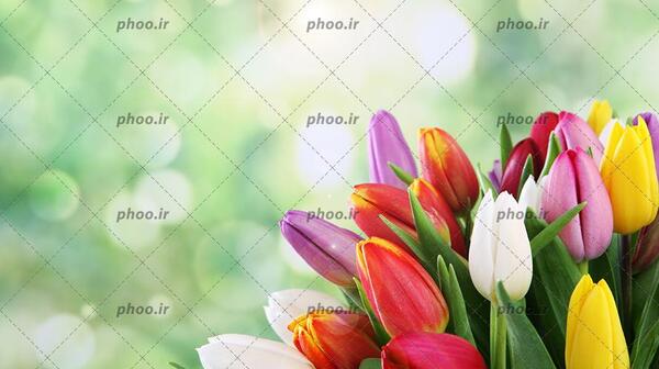 عکس یک دسته گل لاله