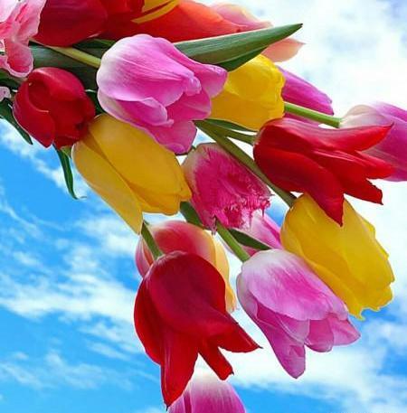 عکس یک دسته گل لاله
