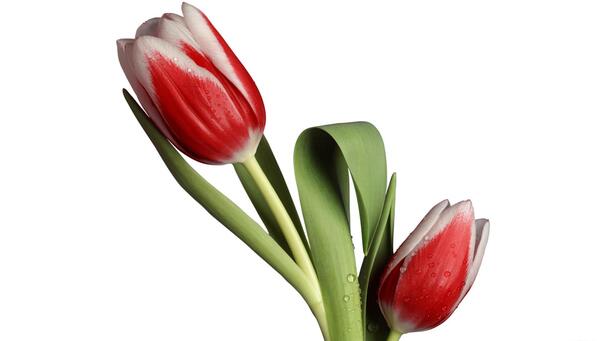 عکس یک دسته گل لاله