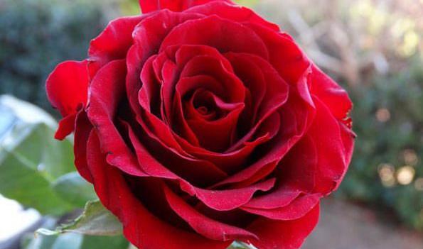 عکس دسته گل رز گلبهی