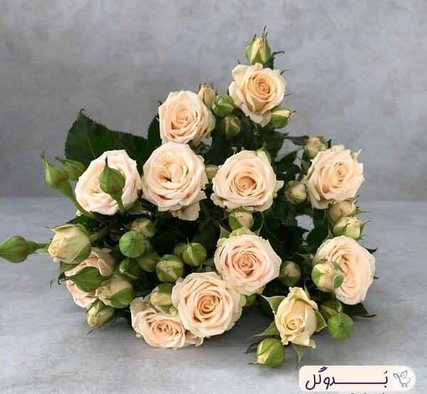 عکس دسته گل رز گلبهی