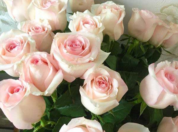 عکس دسته گل رز گلبهی