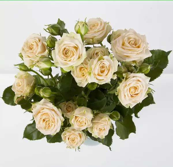 عکس دسته گل رز گلبهی