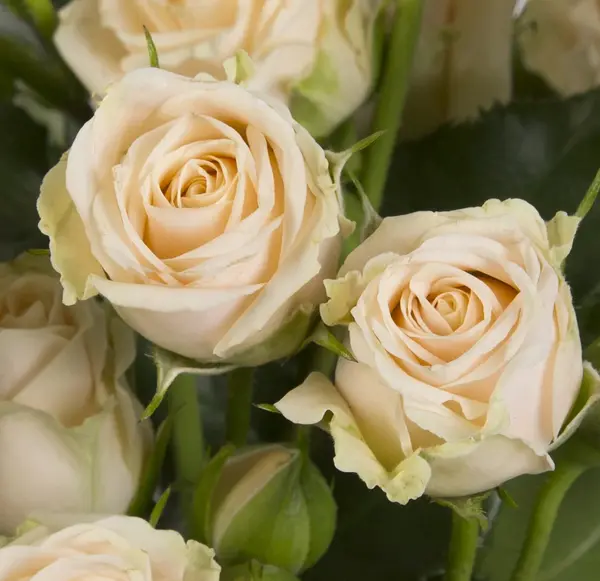 عکس دسته گل رز گلبهی
