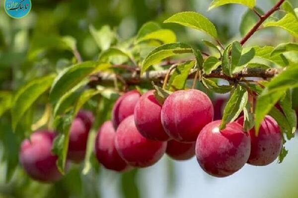 عکس دسته گل با گوجه سبز