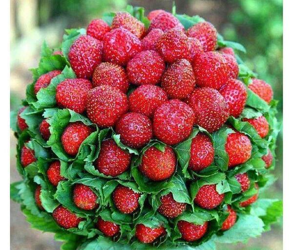 عکس دسته گل با گوجه سبز