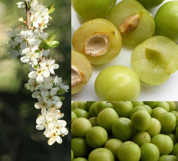 عکس دسته گل با گوجه سبز