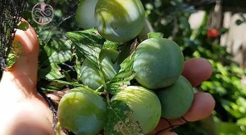 عکس دسته گل با گوجه سبز