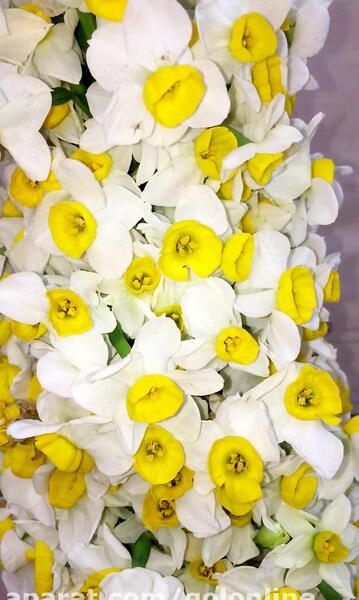 عکس عكس دسته گل نرگس