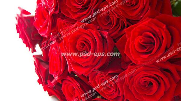 عکس دسته گل قرمز بزرگ