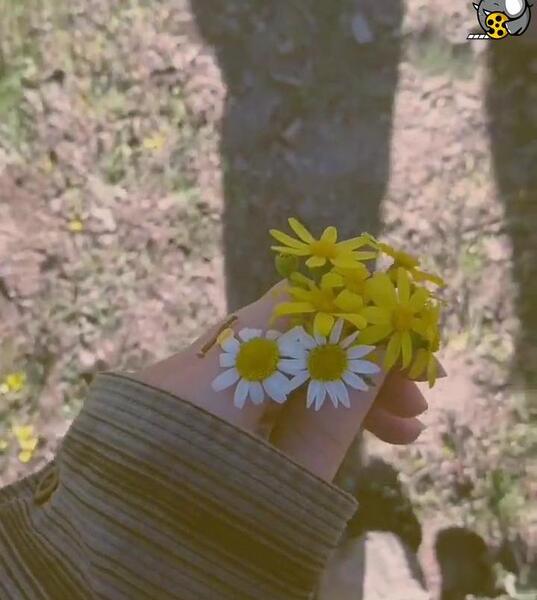 عکس دسته گل فیک برای استوری