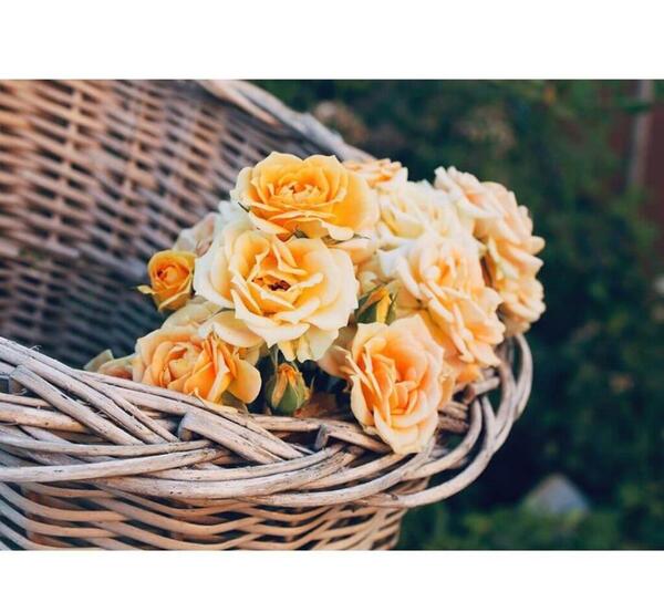 عکس عاشقانه دسته گل زیبا