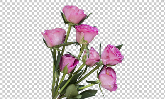 دانلود عکس دسته گل رز صورتی