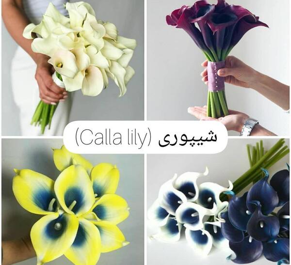 عکس دسته گل شیپوری عروس