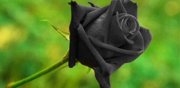 عکس دسته گل رز سیاه