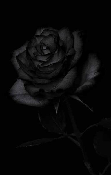عکس دسته گل رز سیاه