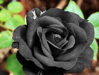 عکس دسته گل رز سیاه