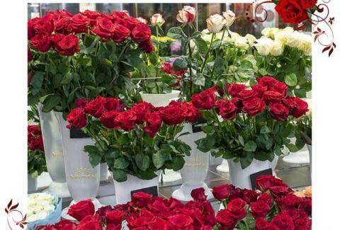 عکس یه دسته گل رز سرخ