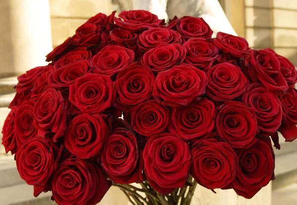 عکس یه دسته گل رز سرخ