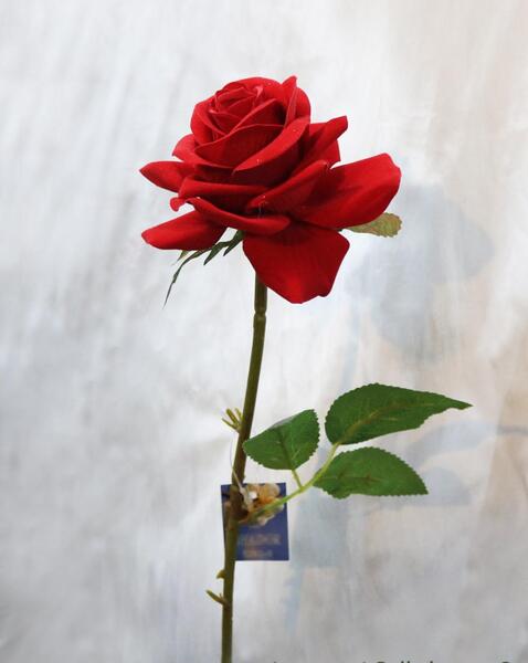 عکس یه دسته گل رز سرخ