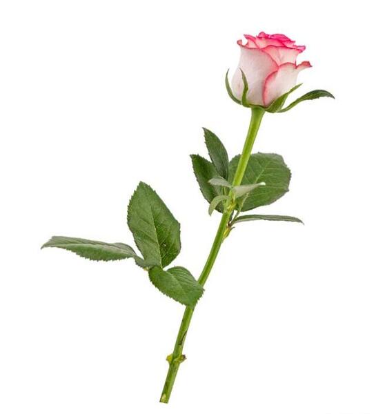 عکس یه دسته گل رز سرخ