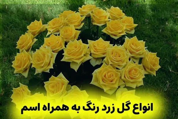 عکس دسته گل زرد رنگ