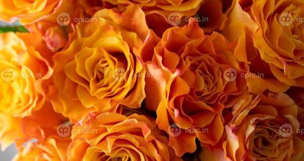 عکس دسته گل رز زرد