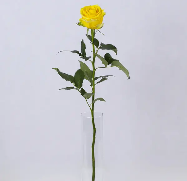 عکس دسته گل رز زرد