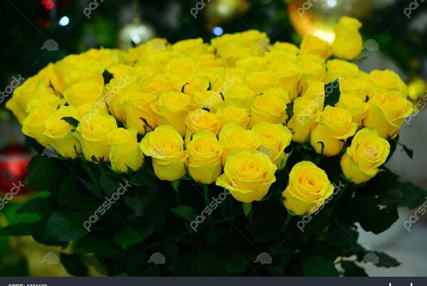 دانلود عکس دسته گل رز زرد
