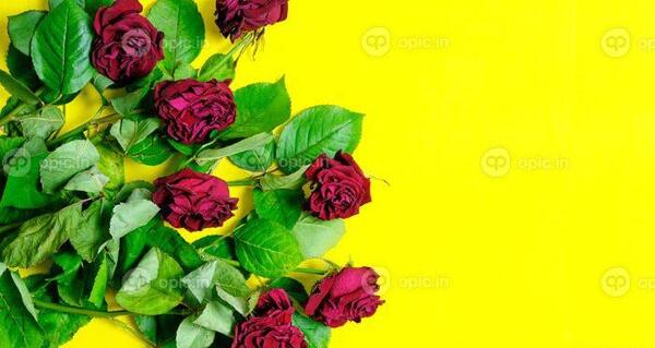 دانلود عکس دسته گل رز زرد