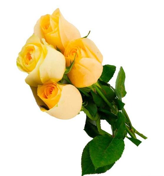 دانلود عکس دسته گل رز زرد