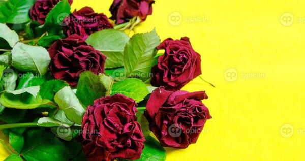 دانلود عکس دسته گل رز زرد