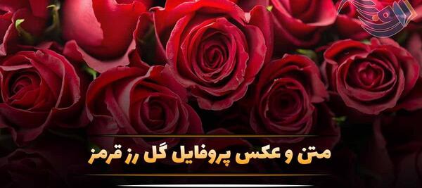 عکس پروفایل دسته گل رز قرمز