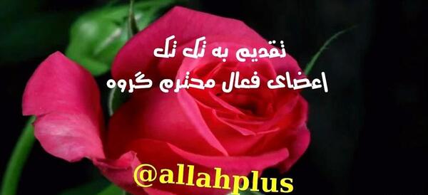 عکس دسته گل تقدیمی زیبا